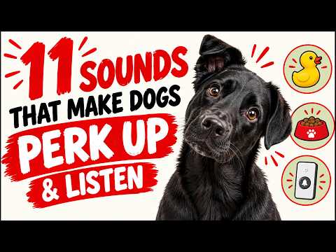 11 Sounds That Make Dogs Perk Up &amp; Listen 🐶👂