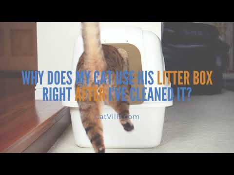 WHY DOES MY CAT USE HIS LITTER BOX RIGHT AFTER I’VE CLEANED IT?