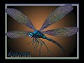 Dragonfly Photoshopart Dragonfly Art Bugart