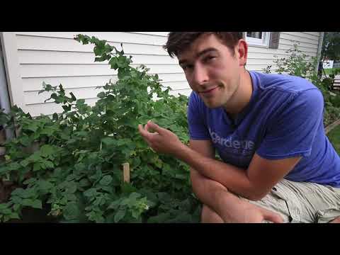 How to Grow Raspberries Complete Growing Guide