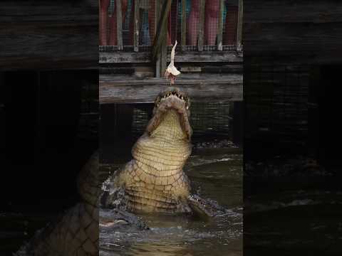 Watch the background closely as this little alligator is #alligator#shorts #nature