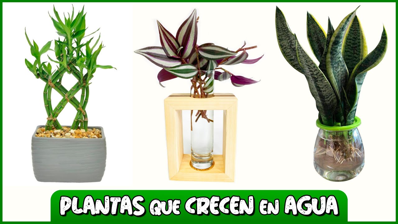 10 PLANTAS que CRECEN en AGUA FÁCILMENTE