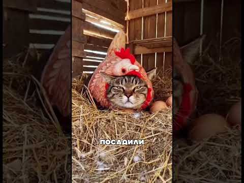 ДАГЕСТАНЦЫ ОШАЛЕЛИ СО СВОИМИ ПРИКОЛАМИ 🤯