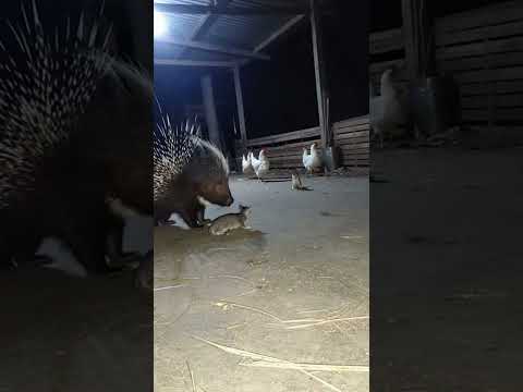 The Kitten's Powerful Backup Is a Porcupine