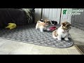 Shih Tzu dogs for sale: Yoyo - Video 1