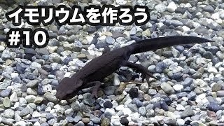 イモリウムを作ろう#10 - ボサボサ植物の剪定
