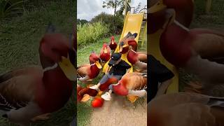 Download lagu Bebeknya suara ayam mp3 Download lagu Bebeknya suara ayam mp3