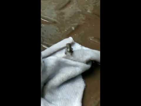 Kodok kecil Amattt!! Nyasar tuhh ;)