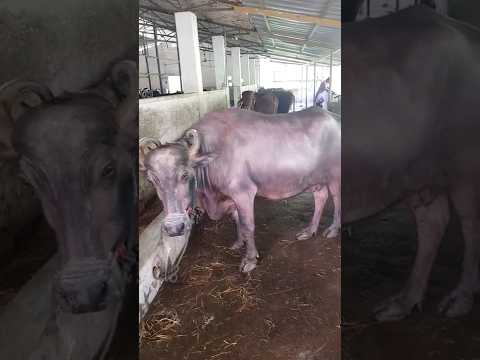 Brown murrah buffalo, 30, above 300 kg
