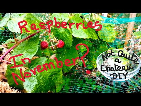 Not Quite a Chateau DIY 148 - Raspberries - a 2nd Fix - An Emmaus encounter - & Fried Green Tomatoes