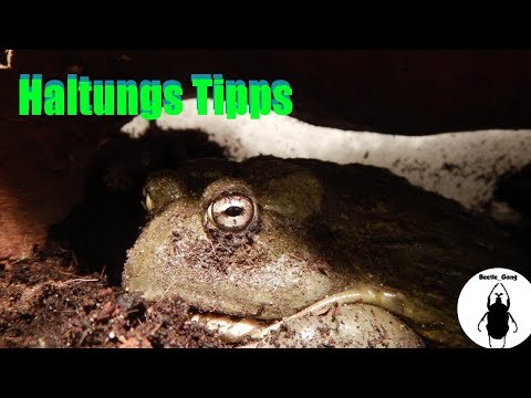 Haltungs Tipps für Pyxicephalus adspersus [Afrikanischer Ochsenfrosch]