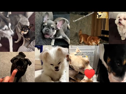 Funny Dogs and Cats Compilation Latest 2023!!!