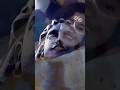Mahadev Status Video Mahashivratri Status 2023 Mahakal Video Shorts Short Viral