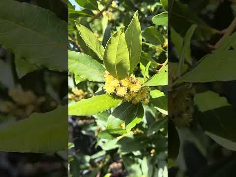 Laurus Nobilis 'Miles Choice': The Best Hedging & Screening Tree #laurusnobilis #baytree #trending