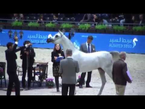 Memories of Paris 2018 - World Championships - Part 8 - Yearling Male - Group B