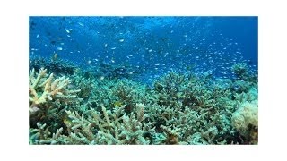 Shot on iPhone 6 by Hajime I