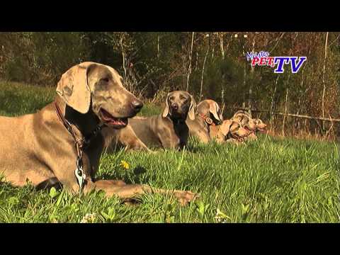 Weimaraner: Informationen zur Rasse