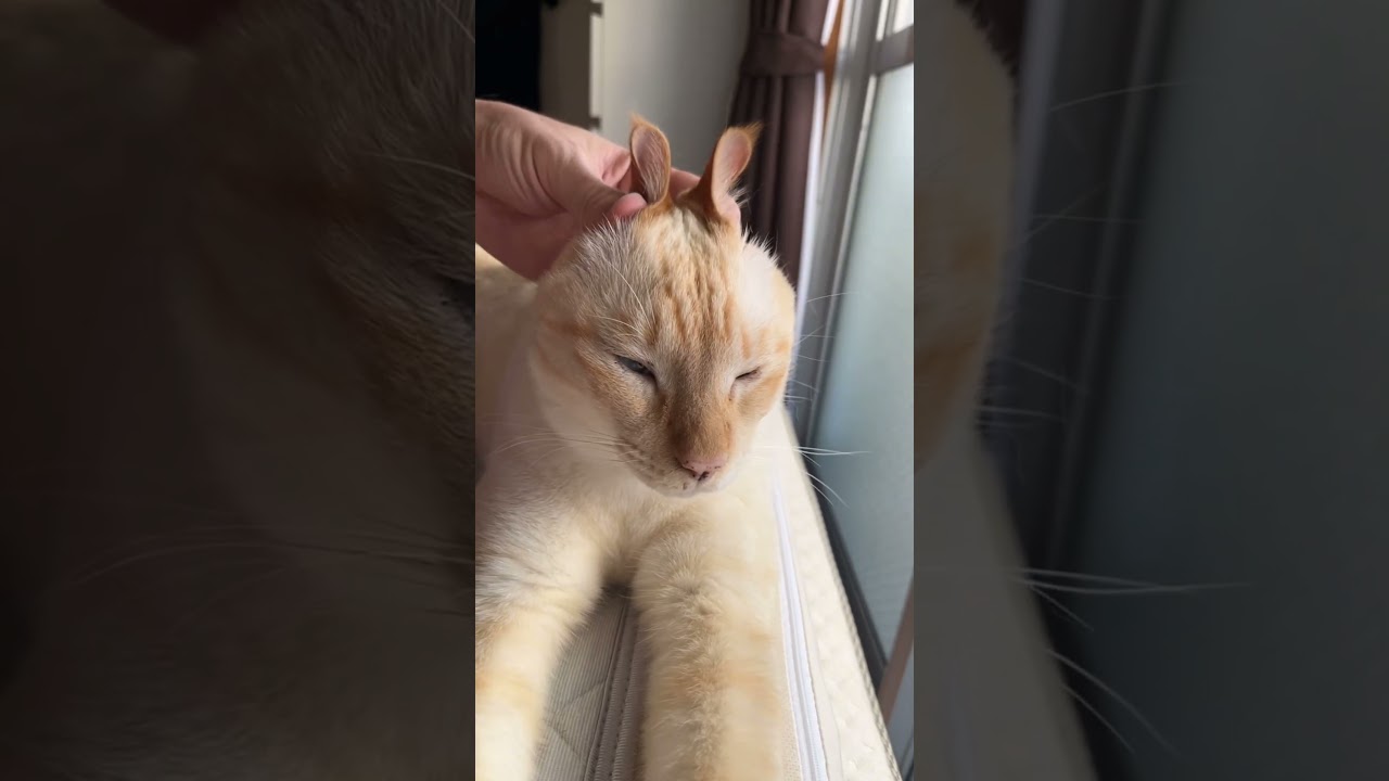 Relaxing Cat😽 #cat #neko #catlover #catshorts