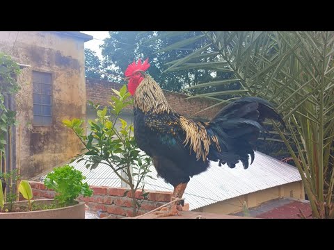 The biggest roosters compilation - Crowing roosters of more than 100 heritage chicken breeds!
