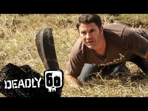 Kobra kráľovská (Ophiophagus hannah) — Steve Backshall pri stretnutí s druhom