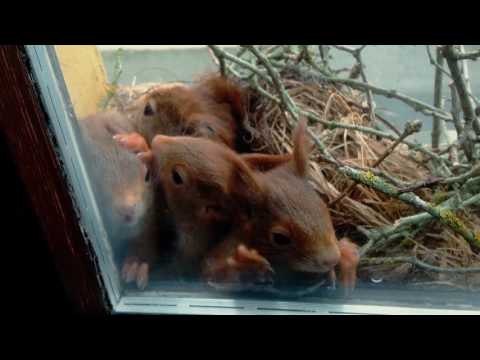 Eichhörnchenbabys auf Fensterbrett