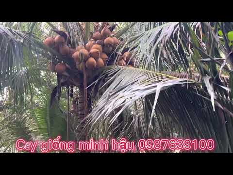 Mô hình trồng dừa Mã Lai ,xen canh bưởi da xanh hiệu quả liên hệ Cơ sở Minh Hậu 0987639100