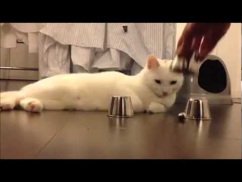 another smart cat video