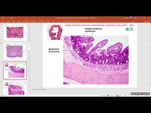 Lab Recording   Epithelial Tissue