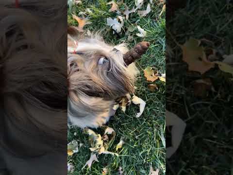 Funny and cute dogs compilation#funnydogs#cute#doglover#doglife#cure#dogshorts#pet#doglife