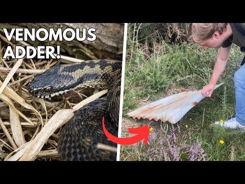 I Found Britain’s Only Venomous Snake!