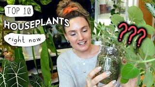 My TOP 10 Favourite Houseplants Right Now 🌱