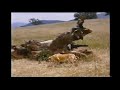 Closing To Old Yeller 1991 VHS