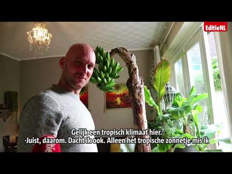 , title : 'Zó krijg je 90 bananen aan je plant - EDITIE NL'