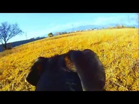 The Storylines - Icarus [OFFICIAL]