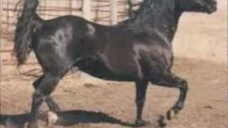 Robert Earl Keen- Black Baldy Stallion