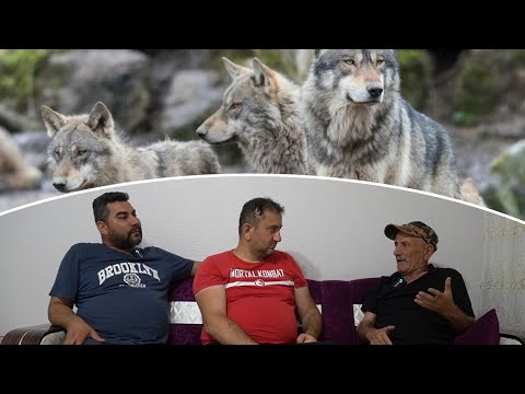 KURT KOCAMAN KÖPEĞİ TEK HAMLEDE GÖTÜRDÜ !!15 TENE KURT SAYDIM - YAŞANMIŞ OLAYLAR KANGAL VE KURT