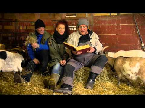 Inselflimmern - Wilhelmsburger Weihnachtsgeschichte