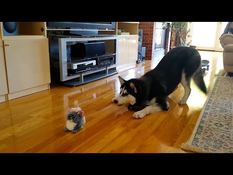 Les huskies les plus drôles 🤣 | 15 minutes meilleures vidéos