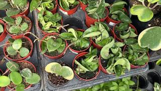 Hoya Adventure Time! Exploring Every Corner of the Nursery’s Hoya Section
