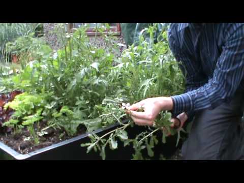 download lagu mp3 mp4 Arugula Bolting, download lagu Arugula Bolting gratis, unduh video klip Arugula Bolting