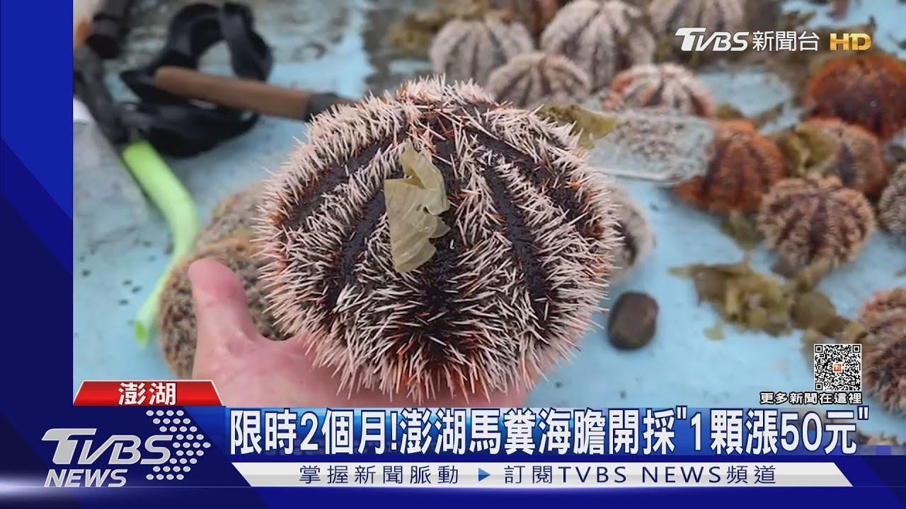 限時2個月! 澎湖馬糞海膽開採「1顆漲50元」