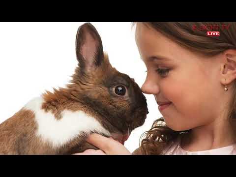 Prophet Elijah Baingana K_Light TV. Tegeela ebilooto ebyoobuwanguzi.  Abikutussako