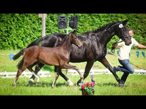 Stutfohlen von Grey Flanell - Rohdiamant - Grozzo Z (verkäuflich / for sale)