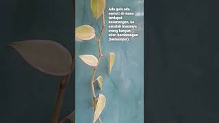 Download lagu Peribahasa ada gula ada semut #katakata #katakatamotivasi #kata #words mp3