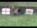 Chickens predict Six Nations rugby outcome - YouTube