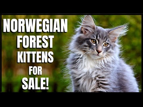 Norwegian Forest Kittens for Sale!
