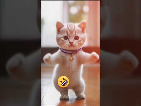 DANCING CAT😆😆😆।।Nice dance 🥰🥰।।#ytshort #cat #viral #maruf