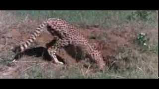 Download lagu little poor baby warthog mp3