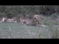 Older Lion Cubs Teach Kids Not To Bite Dad
