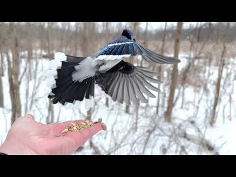 Hand-feeding Birds in Slow Mo - Blue Jay